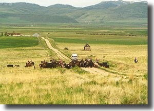 Pardners Working Cattle Ranch