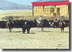 Pardners Working Cattle Ranch