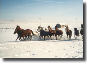 Pardners Working Cattle Ranch